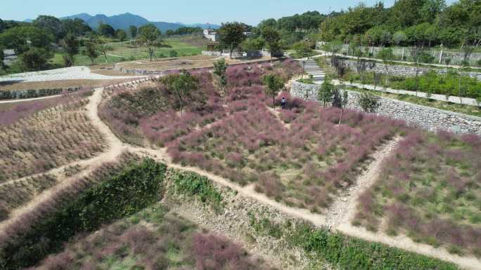 温岭植物园粉黛乱子草航拍DJI_0019