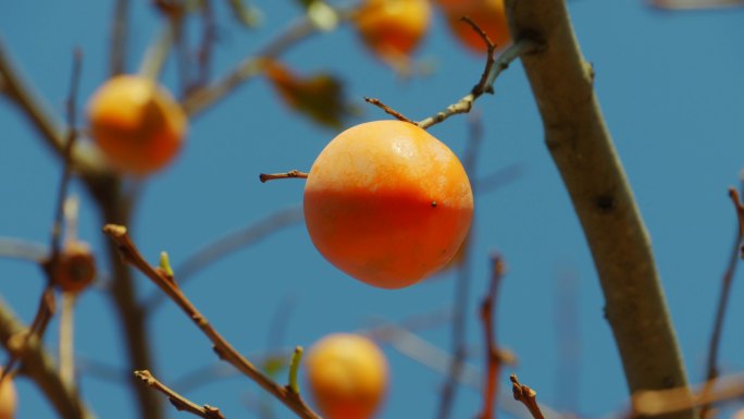 秋天的银杏叶 成熟的柿子 秋天的味道
