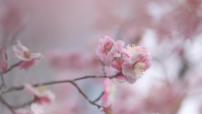 粉色，樱花，特别，美丽画面，安静