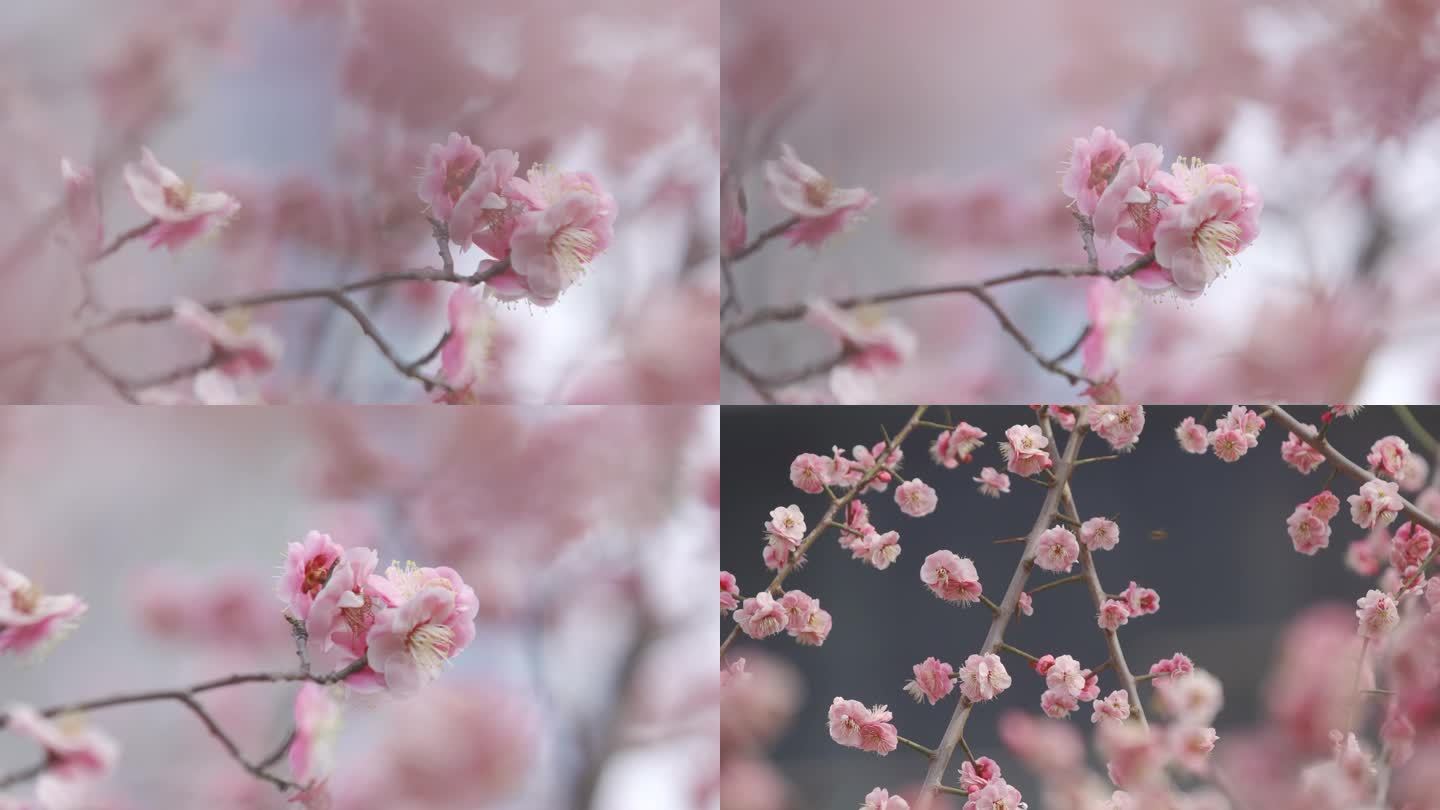粉色，樱花，特别，美丽画面，安静