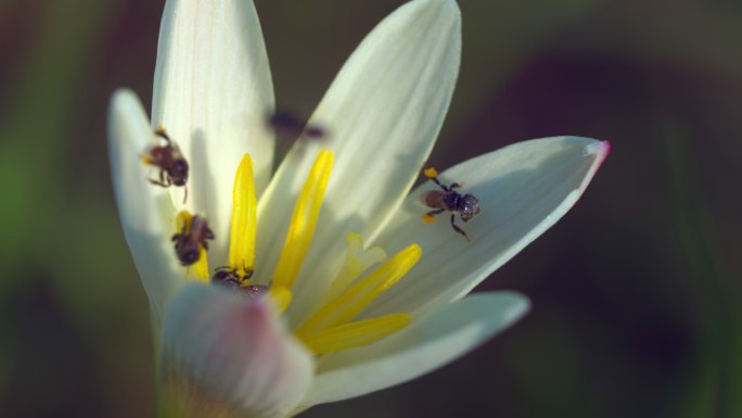 无刺蜜蜂或小蜜蜂的近景是一种帮助授粉的昆虫。使农民有好的产品。