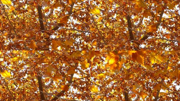 秋季 金色 梧桐树叶 果实 落叶纷纷