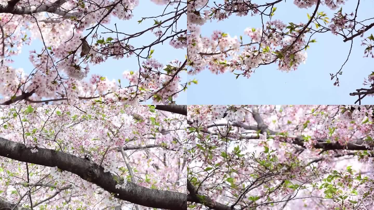 小鸟在樱花树上