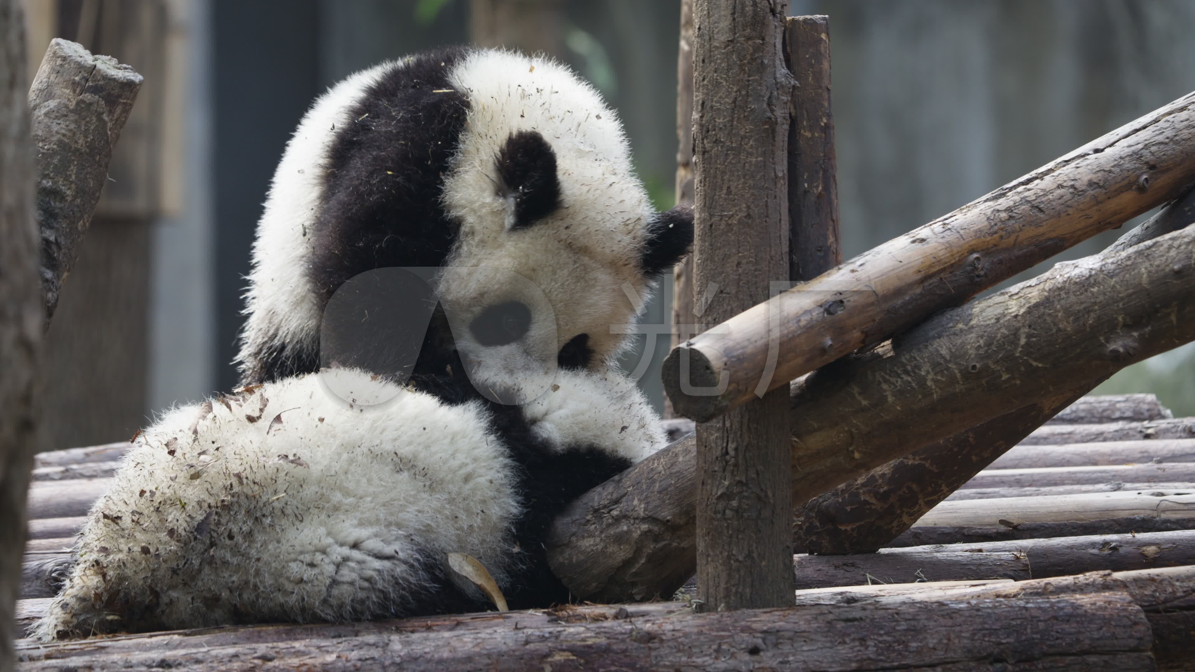 小熊猫 打架 - 高清图片，堆糖，美图壁纸兴趣社区