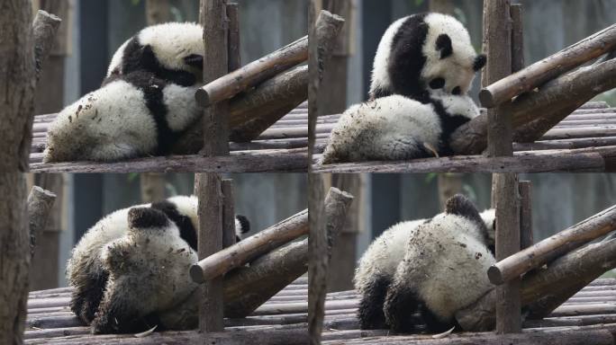 搞笑大熊猫玩耍摔跤打架国宝调皮