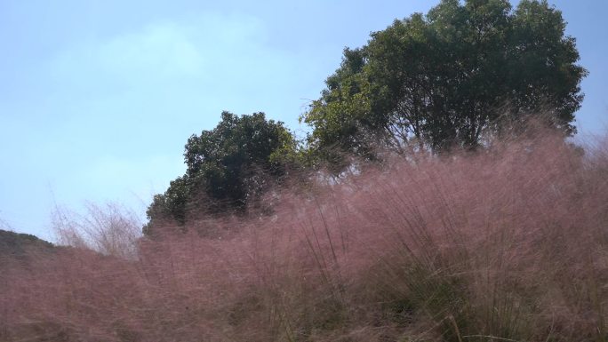 温岭植物园粉黛乱子草视频素材C0154