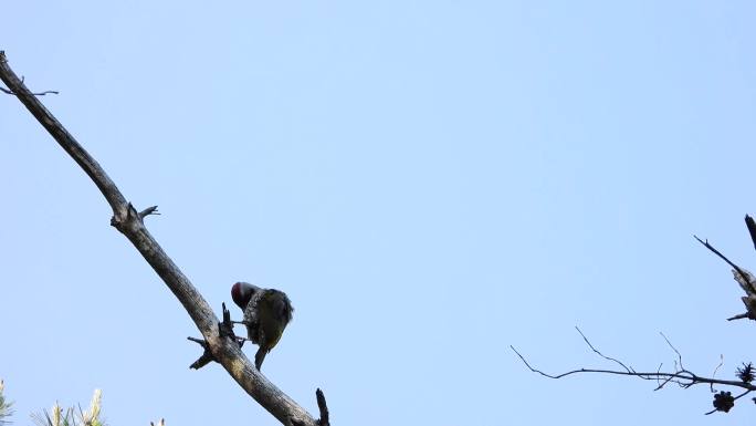 啄木鸟(4K)