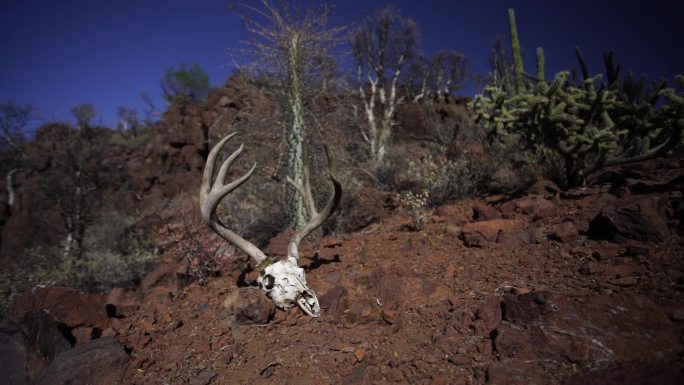 鹿头骨鹿头骨破坏森林环境动物骸骨