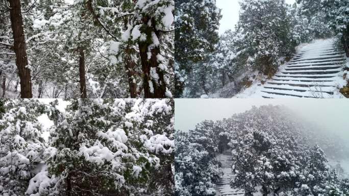 大雪压翠柏空镜头背景视频实拍