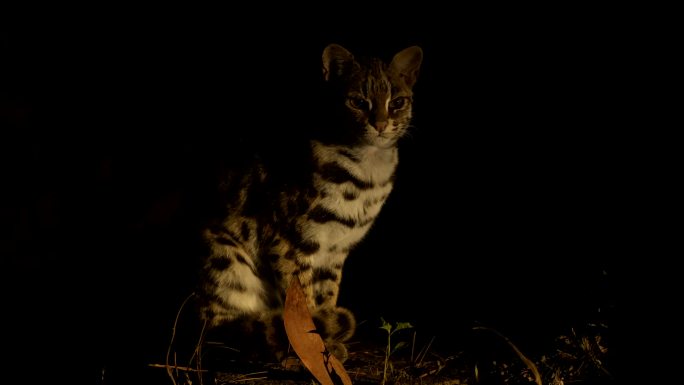 夜间林中豹猫场景花猫乖巧的豹纹哺乳动物