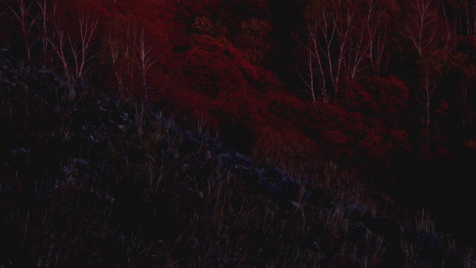 山林 森林 红叶 夕阳 黑土地 森林延时