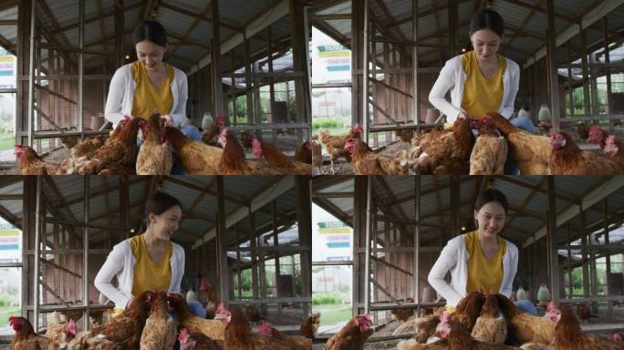 年轻企业主养鸡场养鸡场喂养母鸡美女微笑