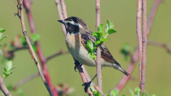 鸟鞭（Saxicola rubetra）在一个阳光明媚的春天傍晚坐在灌木丛上。