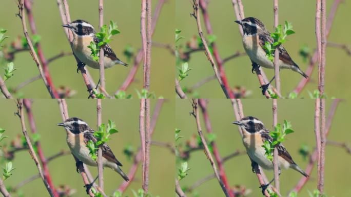 鸟鞭（Saxicola rubetra）在一个阳光明媚的春天傍晚坐在灌木丛上。