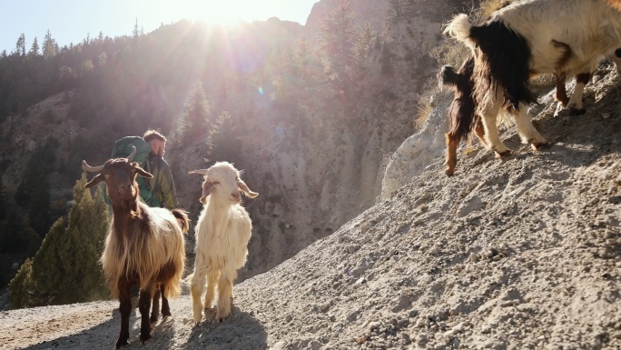 喜马拉雅山脉人行道上的长毛山羊群