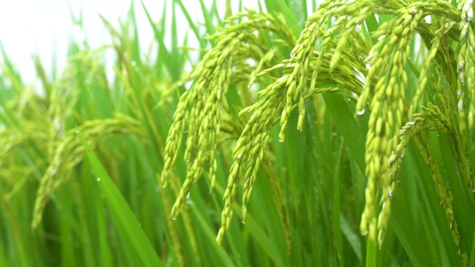 稻谷 丰收 水稻