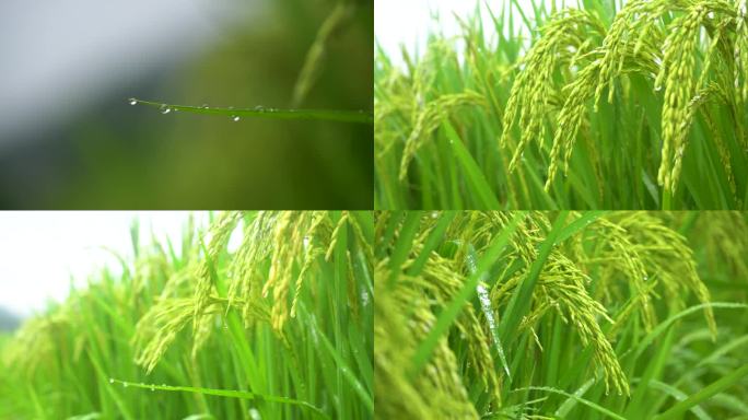 稻谷 丰收 水稻