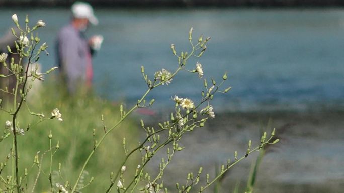 岸边垂钓水塘边的小草水塘池塘水波纹野草