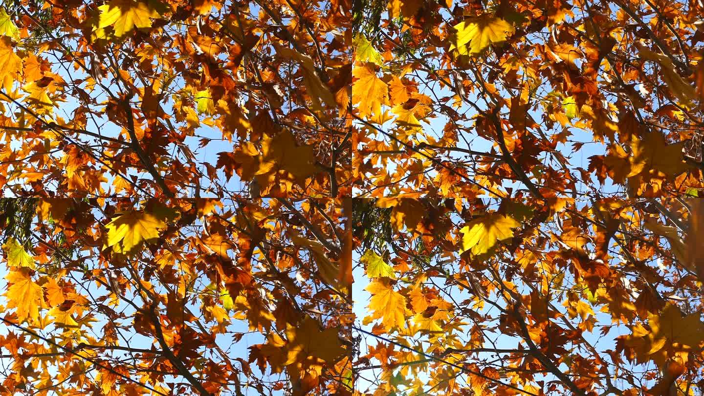 秋季 仰拍梧桐树叶 旋转