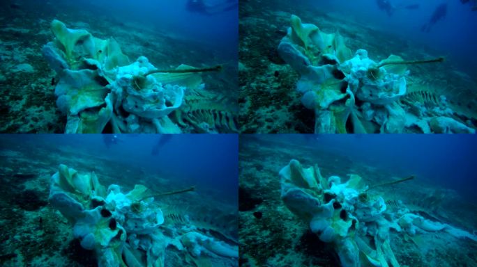 潜水员潜入水中的稀有鲸鱼骨骼