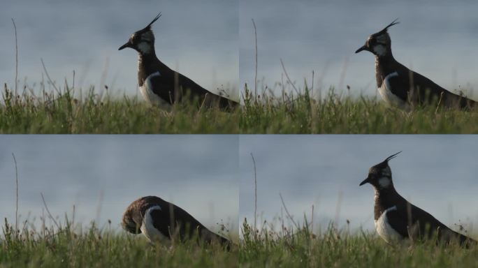 白俄罗斯繁殖季节的北幼鸟（Vanellus Vanellus）