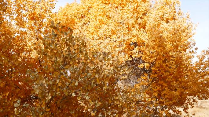 秋季 金色 胡杨林 风中树叶摇曳