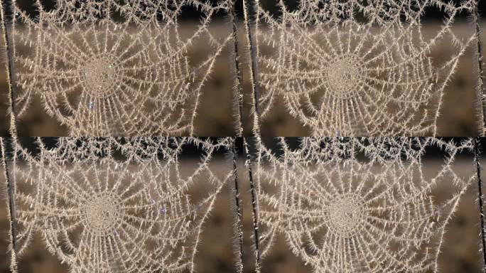 蜘蛛网上的冰晶蛛网结冰