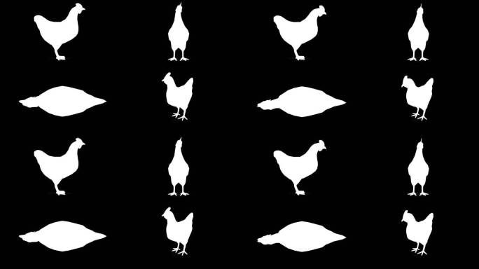黑色背景上等待的鸡剪影。动物、野生动物、游戏、返校、三维动画、短视频、电影、卡通、有机、色度键、角色