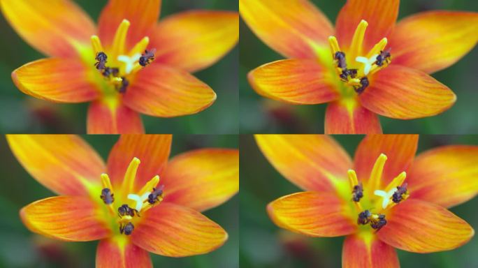 无刺蜜蜂或小蜜蜂的近景是一种帮助授粉的昆虫。使农民有好的产品。