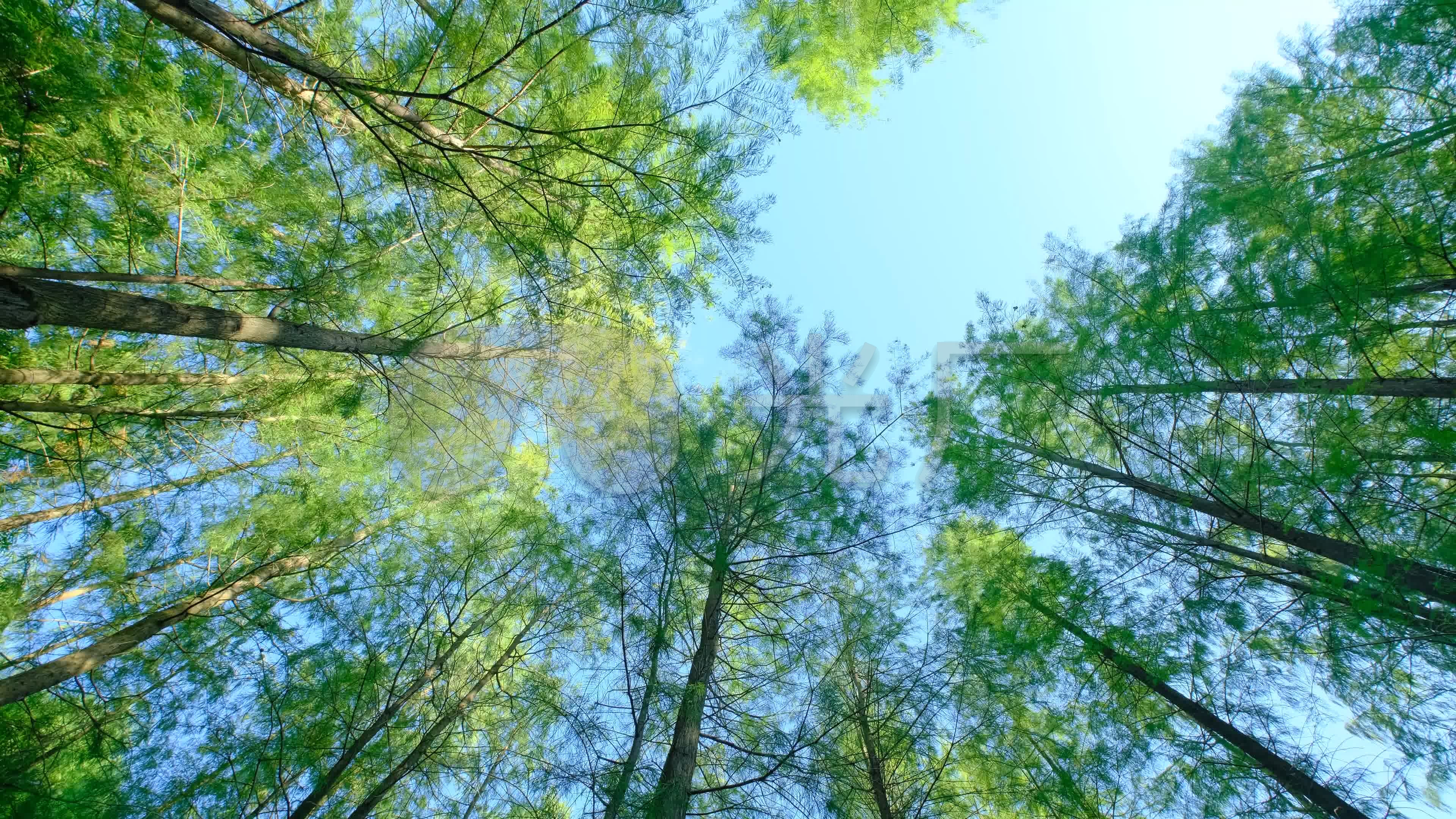 森林树木小路光照风景壁纸-壁纸图片大全