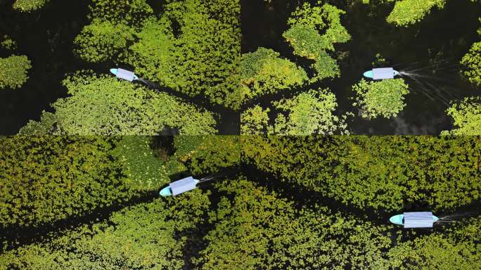 传统水草船湿地公园湖上划舟热带雨林