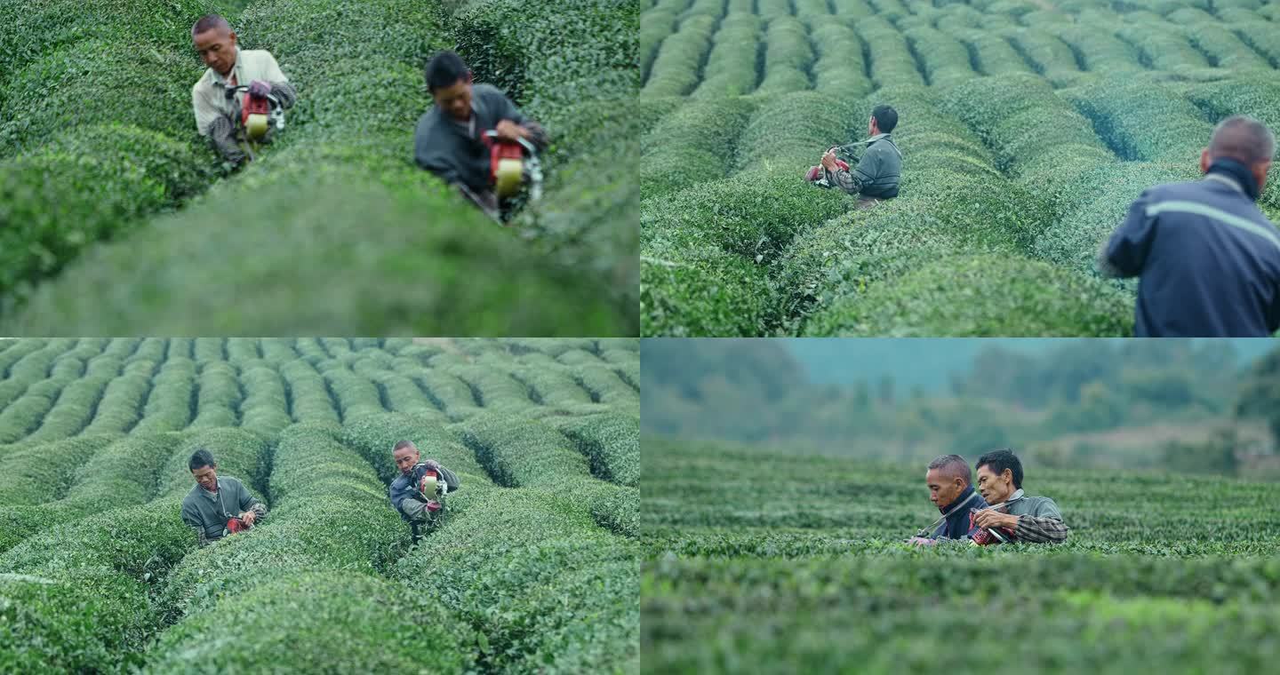 4k升格拍摄农民修剪茶园茶林素材
