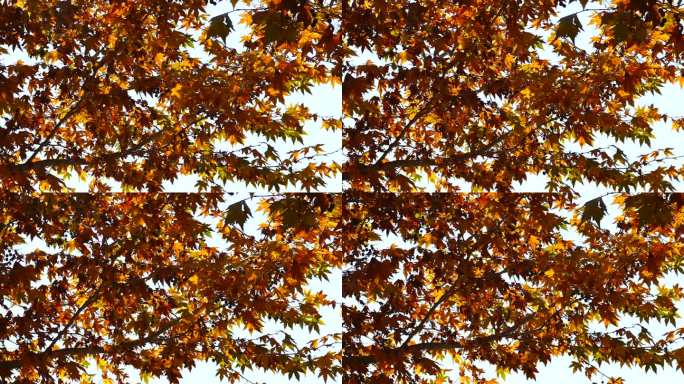 秋季 梧桐树满树果实黄叶 梧桐树叶 枫叶