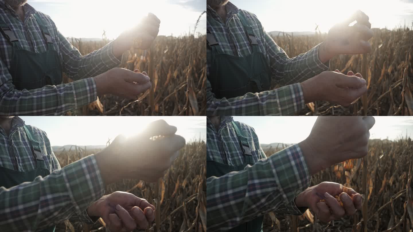农民检查玉米品质的缓慢动作。