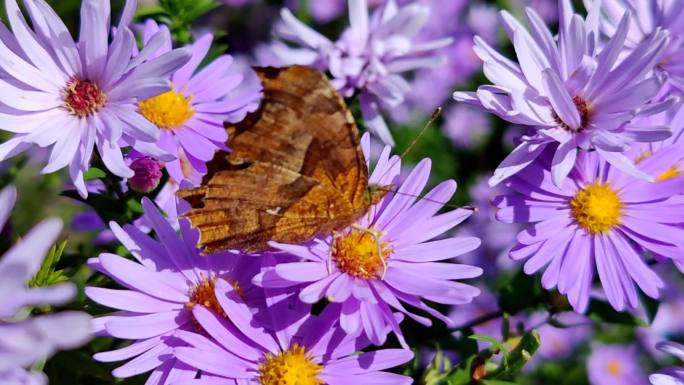 花丛中的小蜜蜂和彩蝶
