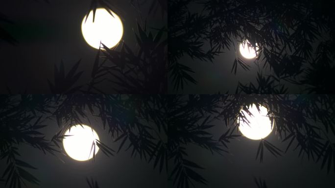 竹林明月 月亮升起