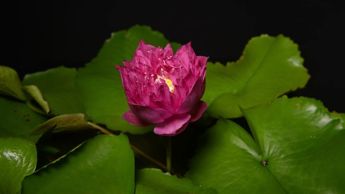 池塘里粉红色睡莲开放的时间流逝。池塘里美丽的粉红色睡莲，绿叶。水面上漂浮着倒影的睡莲