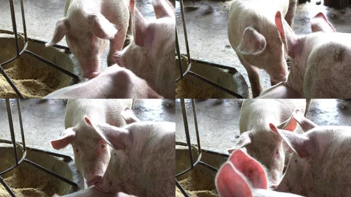 许多猪在农场吃饲料
