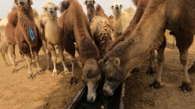 大小骆驼在井上喝水
