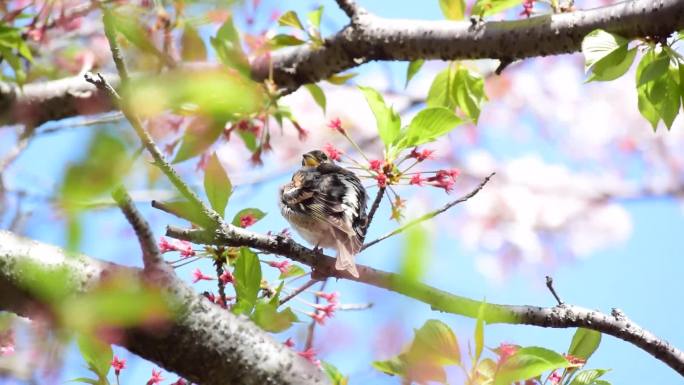 绯樱树上的小鸟