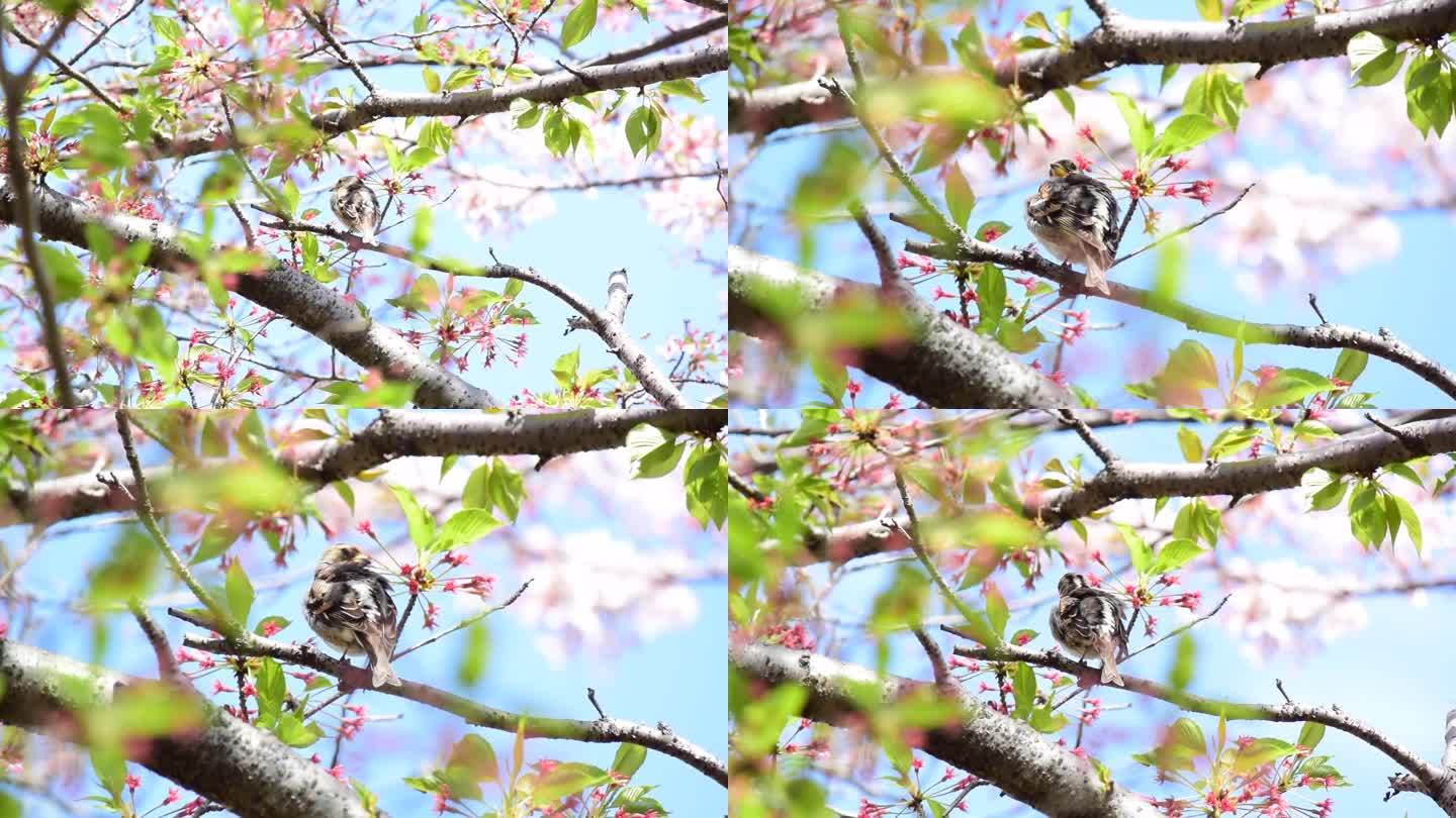 绯樱树上的小鸟