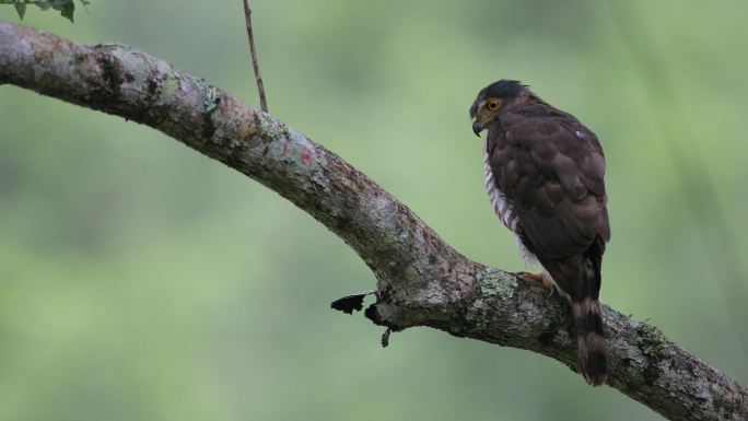 戈斯霍克野生禽类濒危稀有物种秋季树林