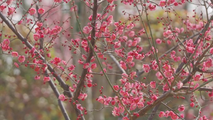 梅花，红色，喜庆，春天，生命力，画面