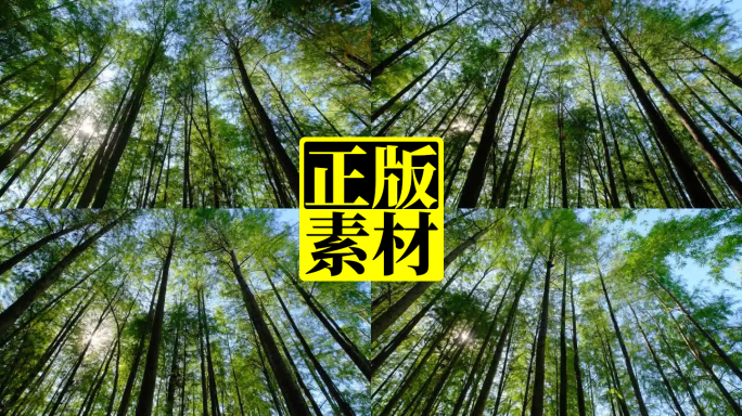 树林 森林 树木 树荫