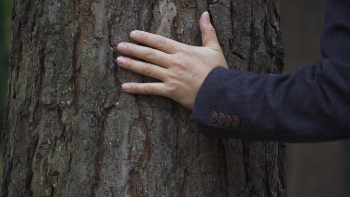 手触摸树干感受大自然保护森林广告原始森林