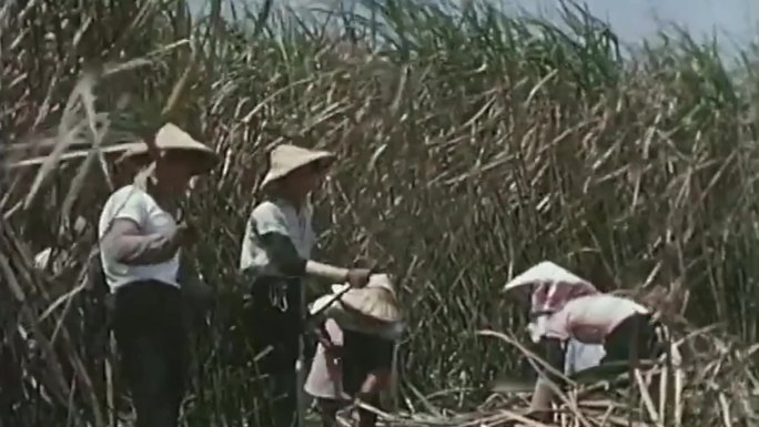 60年代的台湾农业生产影像