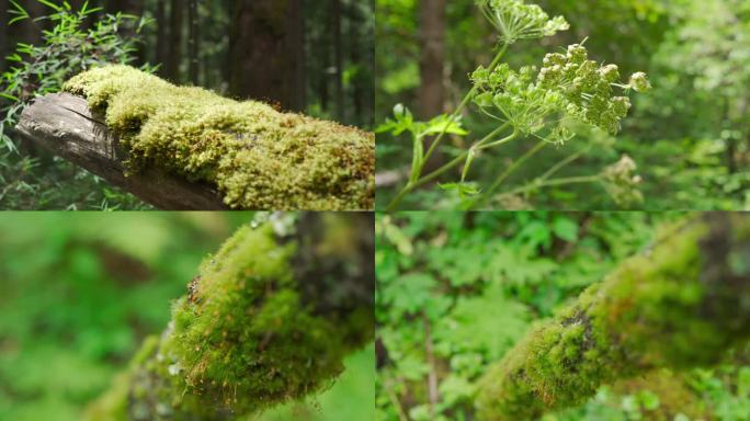 九寨沟原始森林苔藓菌类