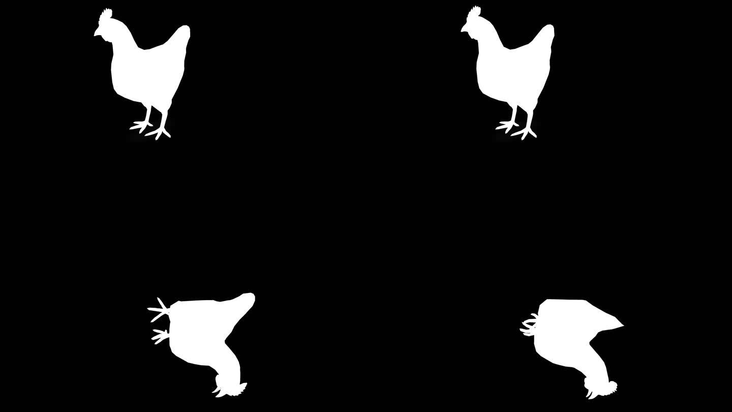 黑色背景上的垂死鸡剪影。动物、野生动物、游戏、返校、三维动画、短视频、电影、卡通、有机、色度键、角色