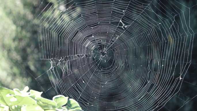 夏季林中的蜘蛛网