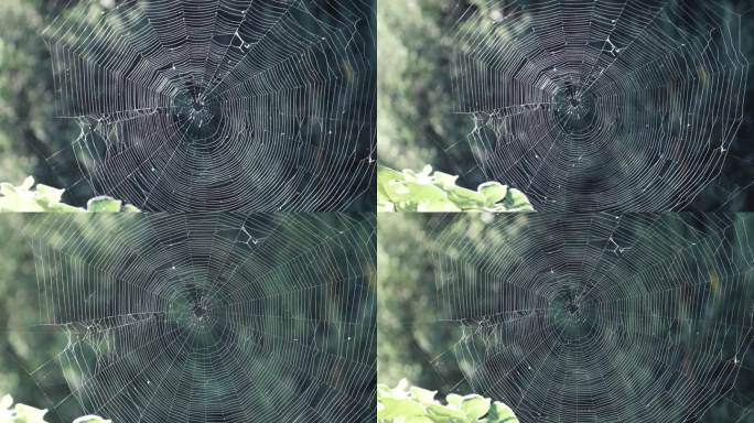 夏季林中的蜘蛛网